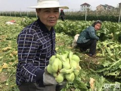 漫谈|菜农发愁！浙江余姚榨菜价格暴跌，订单农业行不通？