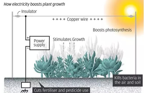 又一场农业革命来袭！电气栽培让蔬菜增产30% ，3600公顷大棚的实验结果已证实