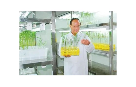 从事杂交水稻育种近50年——谢华安院士：毕生目标是让大家吃得好