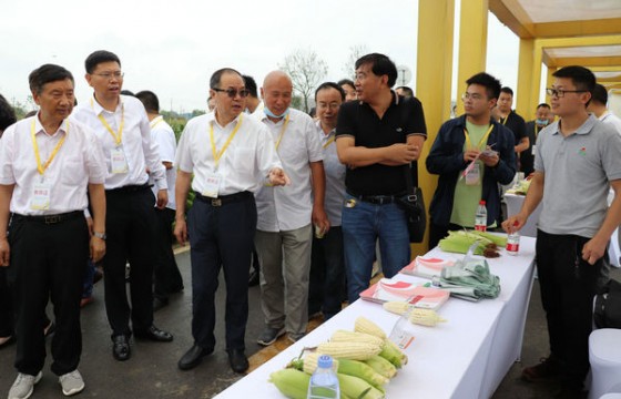 2021中国(四川)鲜食玉米大会在天府现代种业园开幕