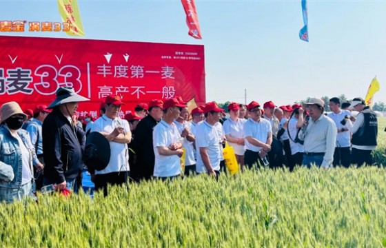 北京丰度高科种业“涡麦33”共创共享发展大会在涡阳举行